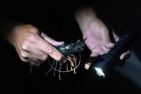 Bowers shrimp hatchery manager Kim Page holds a broodstock shrimp, Wednesday, April 9, 2025, in Palacios, Texas. (AP Photo/Eric Gay)