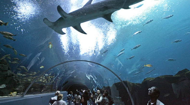 Georgia Aquarium visitors in the acrylic tunnel in the Ocean Voyager exhibit watch a hammerhead shark swim by. The tunnel leads to the gigantic viewing window.