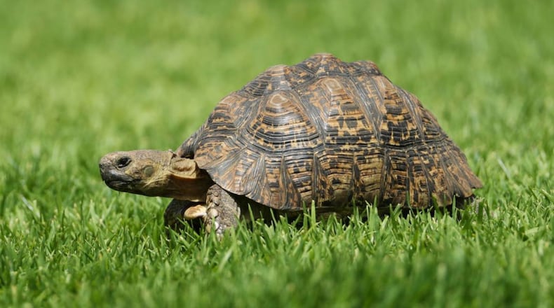 A turtle was killed after it was hit by a tire and was hurled backward into the windshield of an oncoming car.
