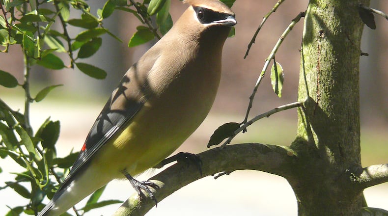 The cedar waxwing is one of Georgia's winter birds that nest up north during spring and summer and fly to the state to spend the winter. (Ken Thomas/Creative Commons)