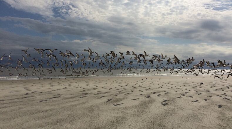 Linda Massey sent this photo of seagulls taking flight on Saint Simon Island. According to GoldenIsles.com, it’s the largest barrier island in the Golden Isles and lies across the immortalized Marshes of Glynn, made famous by poet Sidney Lanier. Moss-draped oaks line the winding island streets, creating a picture-perfect image worthy of a Faulkner tale.