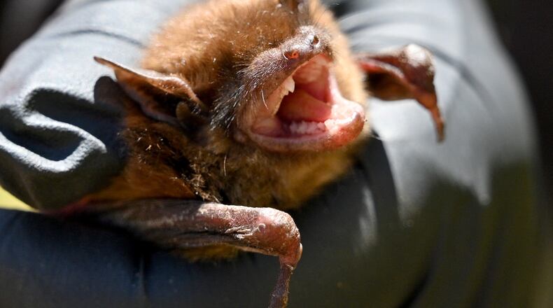 Trina Morris, a Georgia DNR wildlife biologist and program manager, shows a big brown bat to trainees near Calhoun on Thursday, May 3, 2023. (Hyosub Shin / Hyosub.Shin@ajc.com)