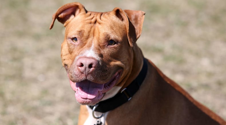 FILE PHOTO: The U.S. Department of Transportation issued final guidance Thursday saying a policy such as Delta Air Lines’ ban on pit bulls as service animals is not allowed.