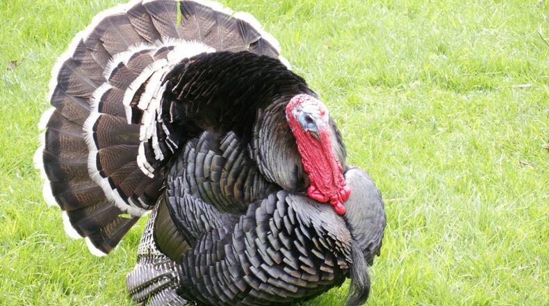 A turkey.