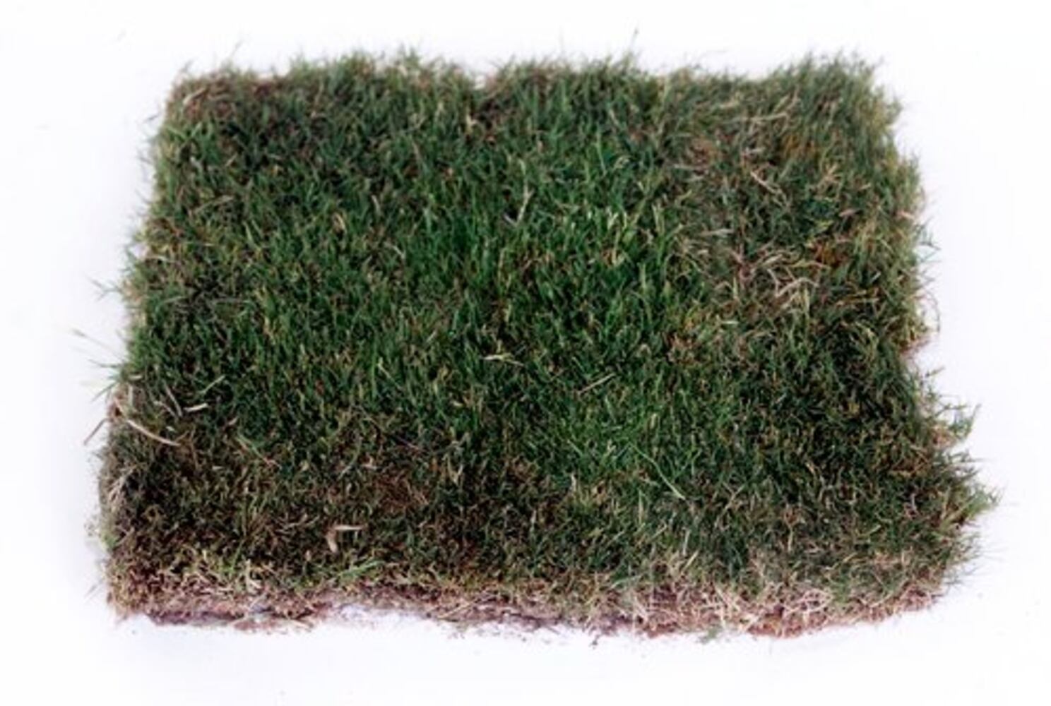 Metro Atlanta's five most common grasses