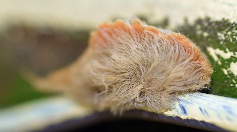 A puss caterpillar, named for its resemblance to fluffy cats, will sting when touched. (Photo by Larah McElroy via Flickr (CC BY-NC 2.0))