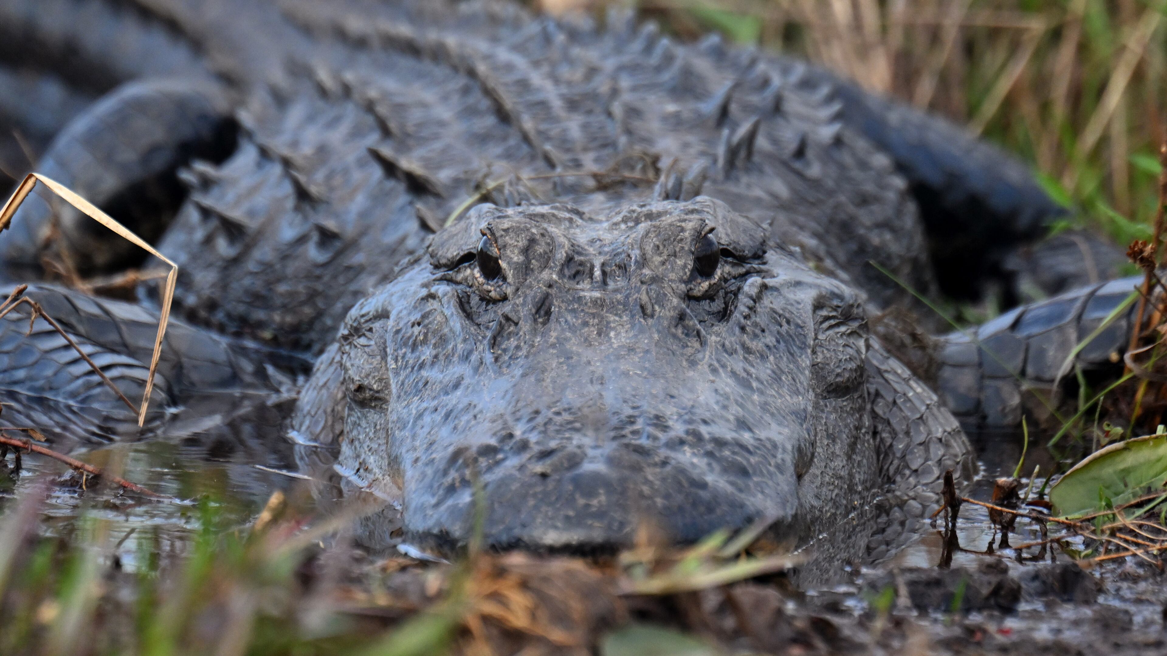 An alligator surfaces in the Okefenokee Swamp, Monday, Mar. 18, 2024, in Folkston. (Hyosub Shin/AJC)