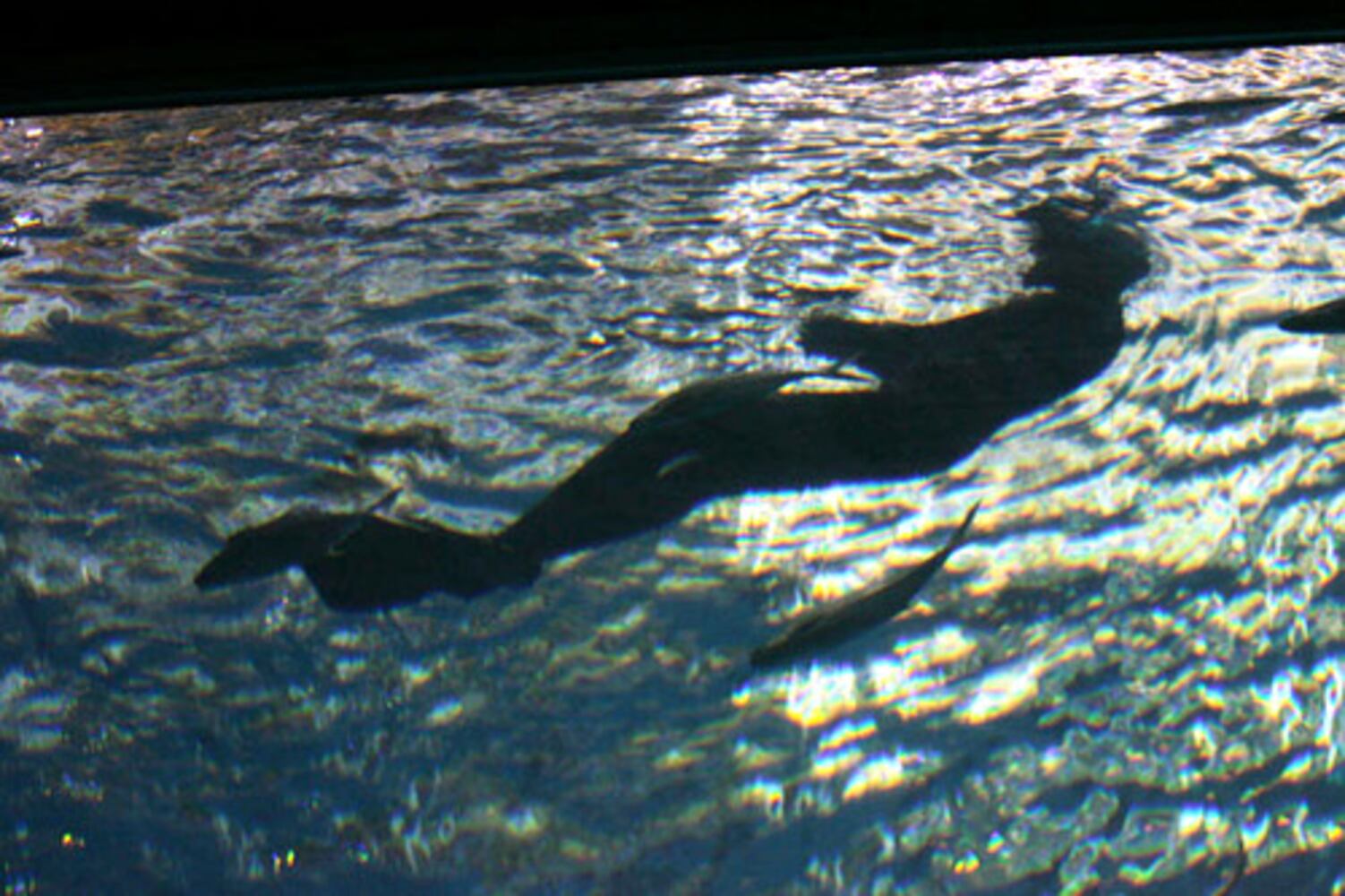 Veterans swim with the fishes at Georgia Aquarium