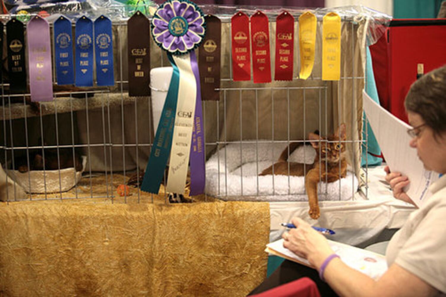 CFA International Cat Show