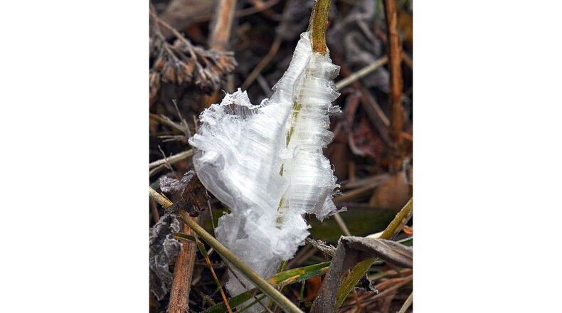 "Frost flowers," like the one pictured here, form on real plants on cold, frosty mornings. Weather conditions have to be just right for them to form. (Courtesy of Don Hunter)
