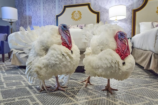 Waddle and Gobble chilled at a hotel in Washington ahead of today's pardoning event at the White House. (Jacquelyn Martin/AP)