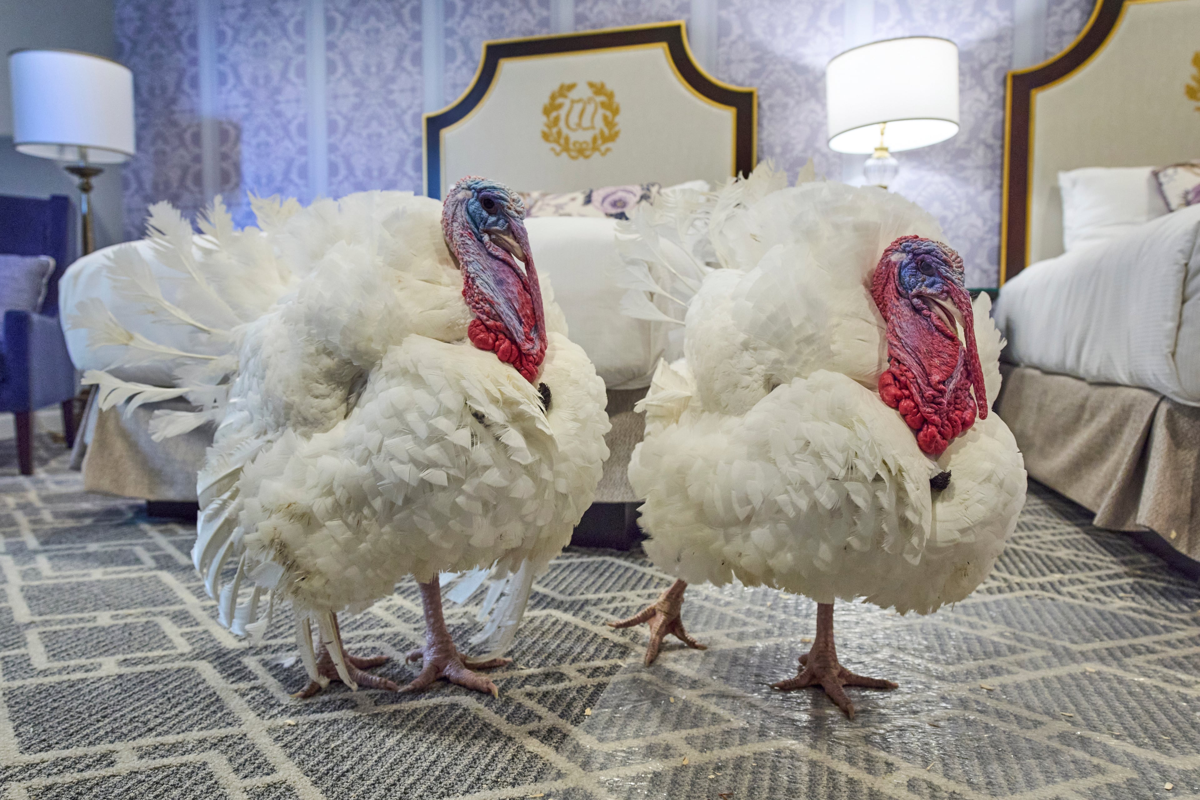 Waddle and Gobble chilled at a hotel in Washington ahead of today's pardoning event at the White House. (Jacquelyn Martin/AP)