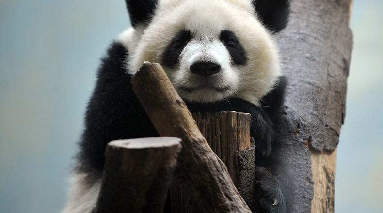 Mei Lun, at Zoo Atlanta