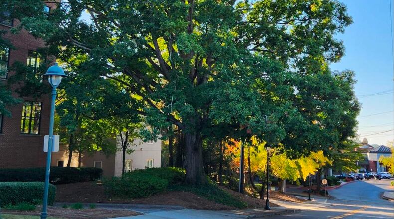 Sandy Springs recently approved the Community Forest Master Plan. (Courtesy City of Sandy Springs)
