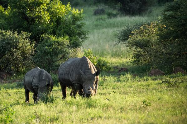 Two de-horned rhinos graze in South Africa's Pilanesberg National Park, Feb. 25, 2025. (AP Photo/Jerome Delay)