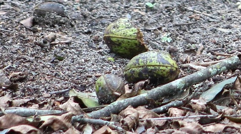 There is not likely to be anything edible in these green pecan shucks. CLINT THOMPSON / UGA
