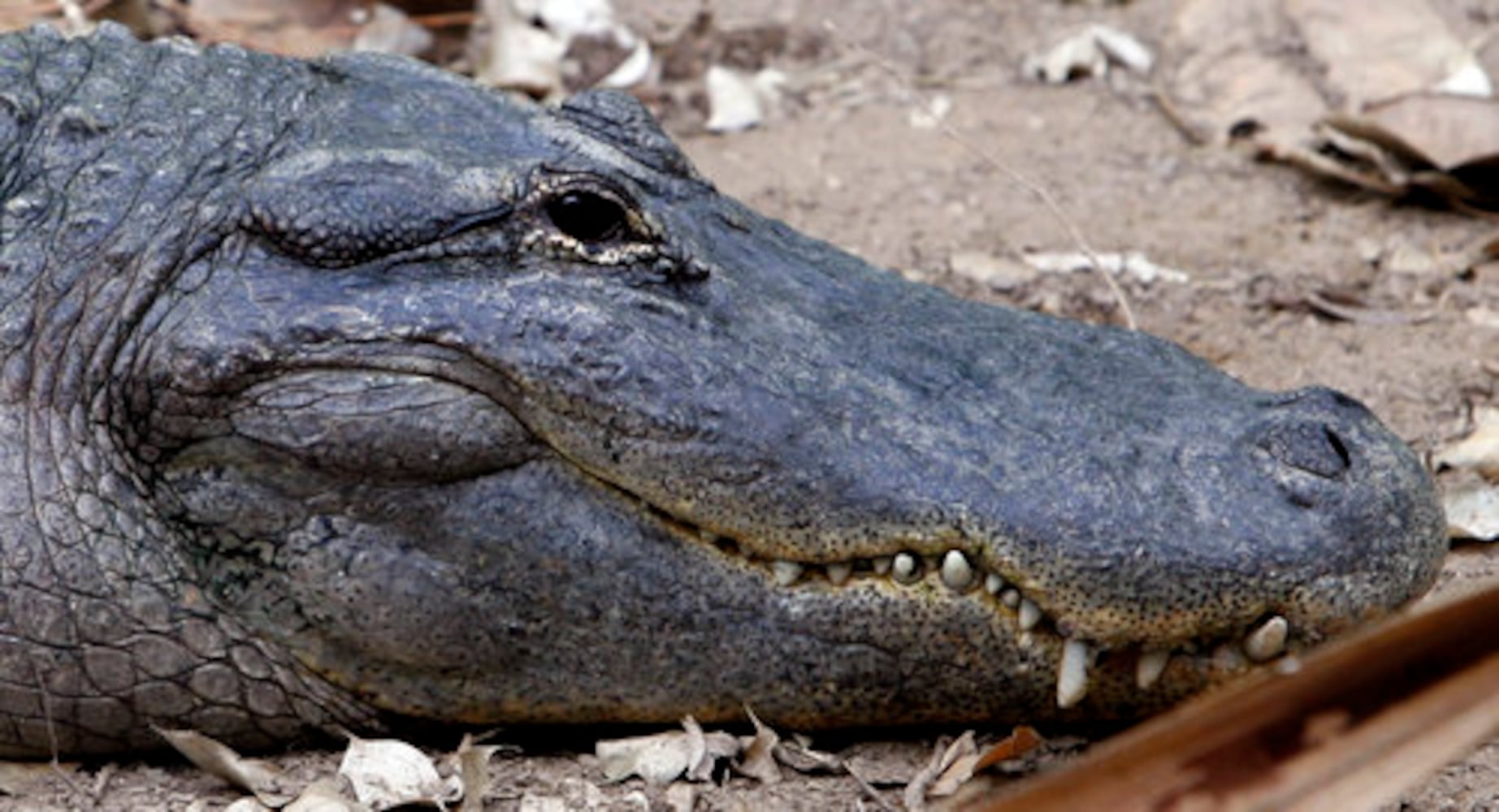 Zoo plans new reptile exhibit