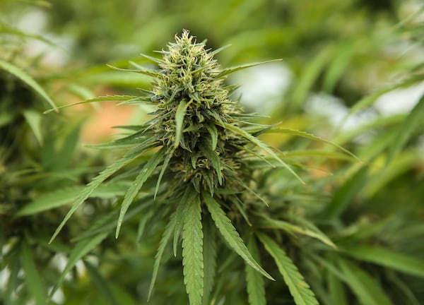 Legally grown hemp at the University of Georgia’s Durham Horticulture Farm.