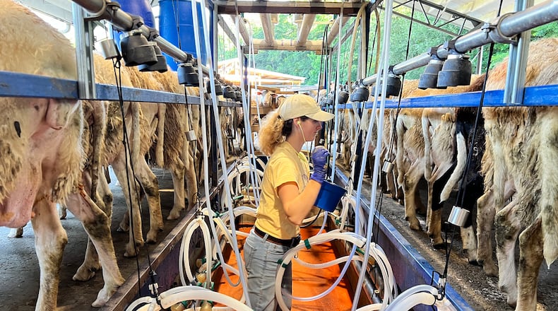 Hannah Walker monitors the milking barn at Rosemary and Thyme Creamery. The barn can hold 12 sheep at a time. (Courtesy of Hannah Walker)