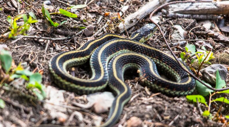 An Augusta woman thought she would tidy up a little before going to bed by picking up some fuzz on the floor, but she got more than she bargained for: a family of snakes. (Image: Flickr)
