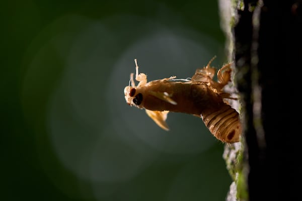 An adult periodical cicada sheds its nymphal skin and clings to the trunk of a maple tree, Tuesday, May 20, 2025, in Cincinnati. (AP Photo/Carolyn Kaster)