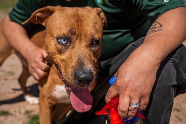 Justin Perez, an animal care specialist, pets one of the dogs at the Gwinnett County Animal Shelter on Tuesday, March 25, 2025. (Olivia Bowdoin for the AJC) 