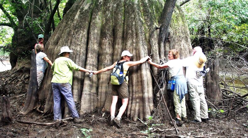 This huge cypress tree, estimated to be 700 years old, stands in the state-owned Murff Tract, a swamp in the Lower Altamaha River flood plain in McIntosh County. (Charles Seabrook)