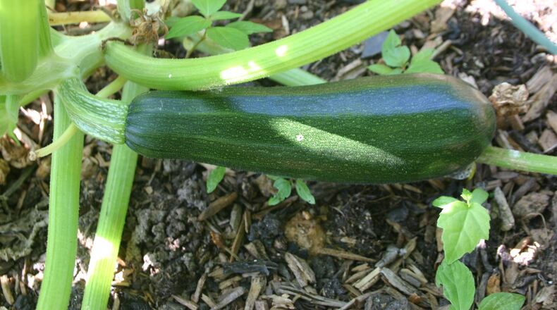A bountiful harvest depends on growing vegetables in the correct soil. CONTRIBUTED BY WALTER REEVES