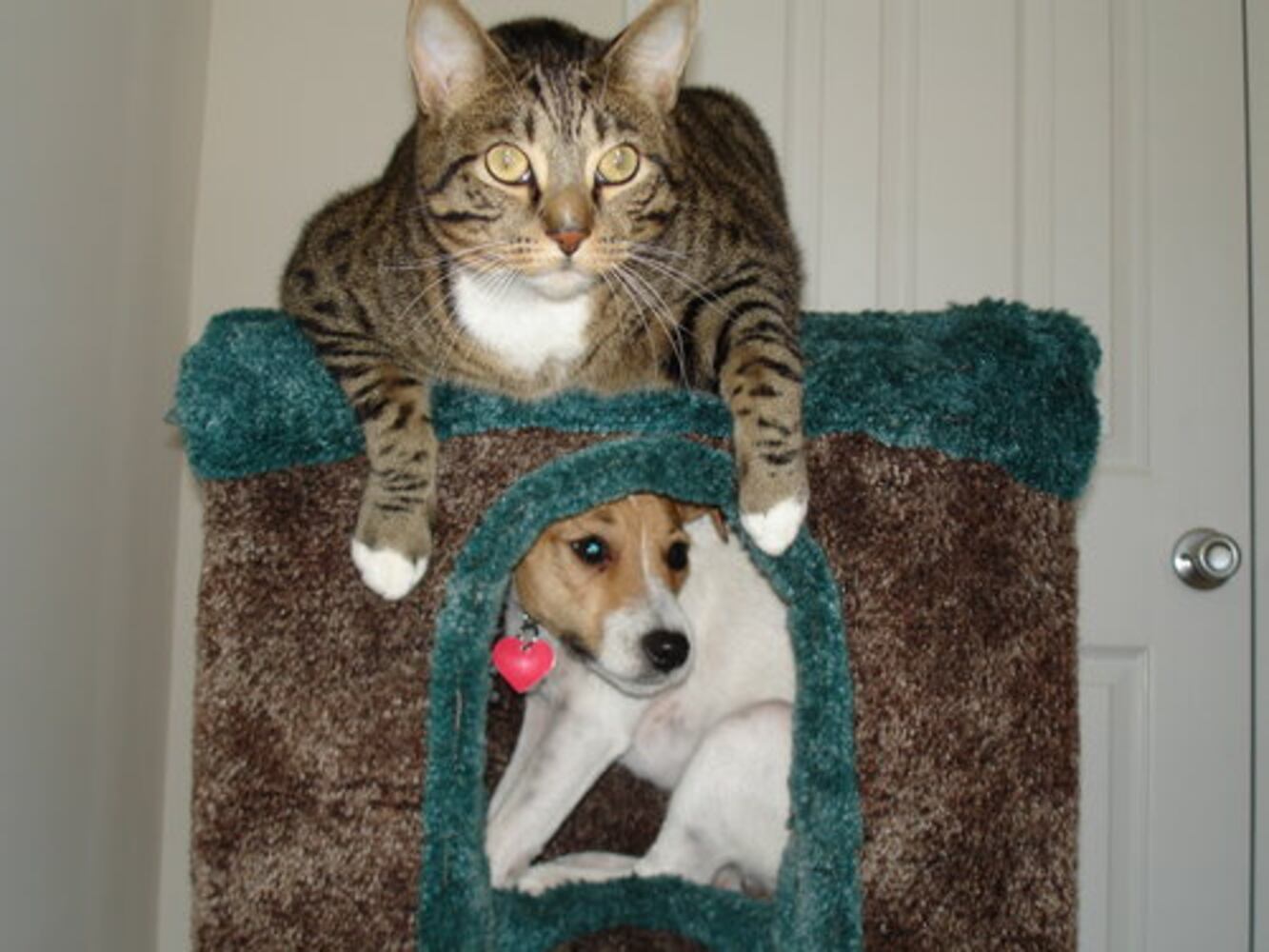 Cats Rule: Check out Sneaky Cats in Action