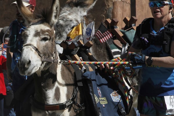 Pack burros and their human companions race through the streets of a former mining town and across backcountry desert trails in Cerrillos, N.M., on Saturday, May 3, 2025. (AP Photo/Morgan Lee)