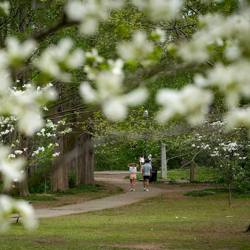 Dogwood trees bloom inside Piedmont Park in Atlanta, Georgia. Wednesday, April 02, 2025 (Ben Hendren for the Atlanta Journal-Constitution)