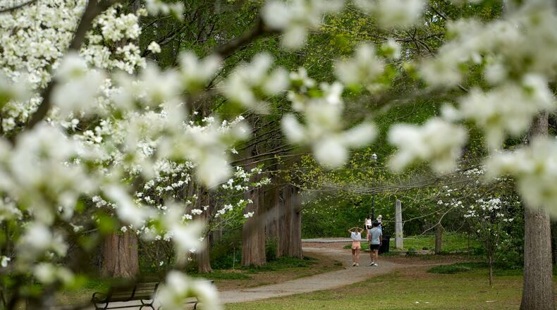 Dogwood trees bloom inside Piedmont Park in Atlanta, Georgia. Wednesday, April 02, 2025 (Ben Hendren for the Atlanta Journal-Constitution)