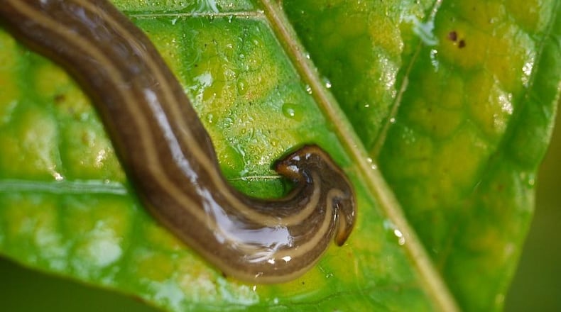 Giant worms with flat heads are one of five invasive worm species detected in France that could pose a danger, according to a new study, but the giant worms have also surfaced in other countries, too.