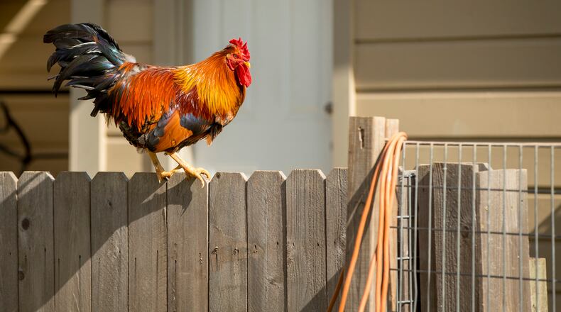 A rooster roams in the backyard of a home on Farm Street in Bastrop in the Farm Street Historic Chicken Sanctuary on Monday December 4, 2017.  JAY JANNER / AMERICAN-STATESMAN