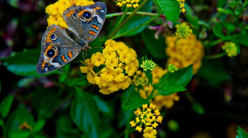 A butterfly perches on a flower during the Butterfly Festival at the Dunwoody Nature Center in 2014.