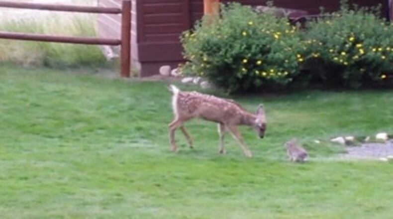 Photo credit: YouTube