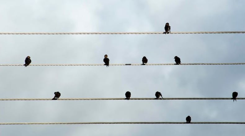 When birds perch on wires, researchers say, they act “a lot a lot like people standing in a movie line.” http://www.freeimages.co.uk