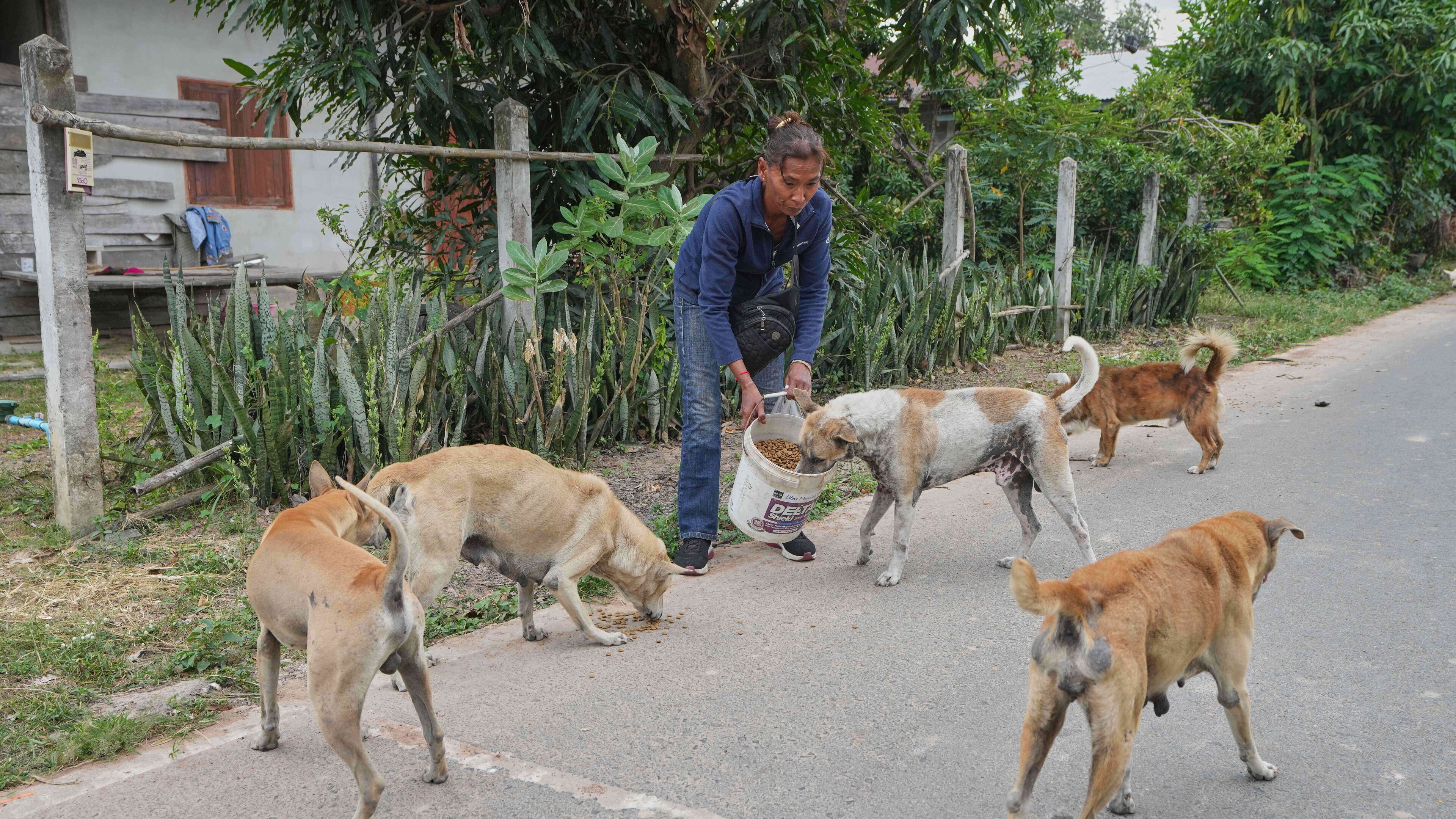 Village security volunteer Somjai Kraprakon gives food to stray dogs in the community while villagers have moved to an evacuation center amid the ongoing border conflict between Thailand and Cambodia, in Buriram province, Thailand, Friday, Dec. 12, 2025. (AP Photo/Sakchai Lalit)