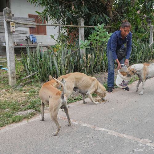 Village security volunteer Somjai Kraprakon gives food to stray dogs in the community while villagers have moved to an evacuation center amid the ongoing border conflict between Thailand and Cambodia, in Buriram province, Thailand, Friday, Dec. 12, 2025. (AP Photo/Sakchai Lalit)