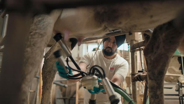 This image released by National Geographic shows Gurpreeet Singh fitting milking attire onto one of his cows at his dairy farm near Cremona in Italy, in a scene from the series "Tucci in Italy." (National Geographic via AP)