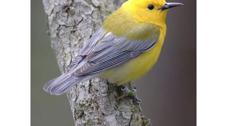 The prothonotary warbler (female shown here) is a characteristic songbird of Georgia's swamps. It begins its southern migration to winter grounds in Latin America in mid-July. (Courtesy of Mdf/Creative Commons)