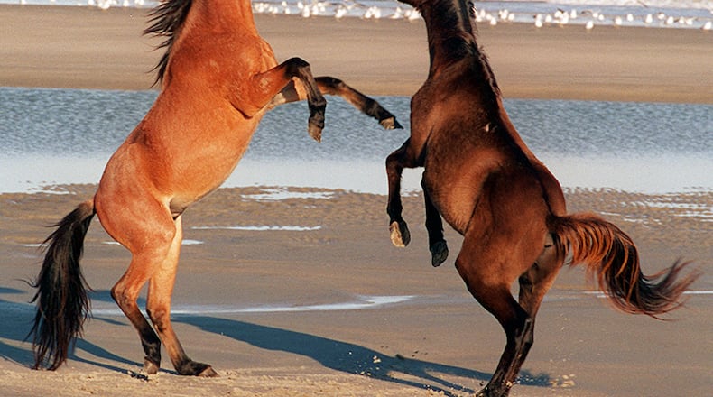 Or ... you like seeing horses on the beach, like on Cumberland Island.