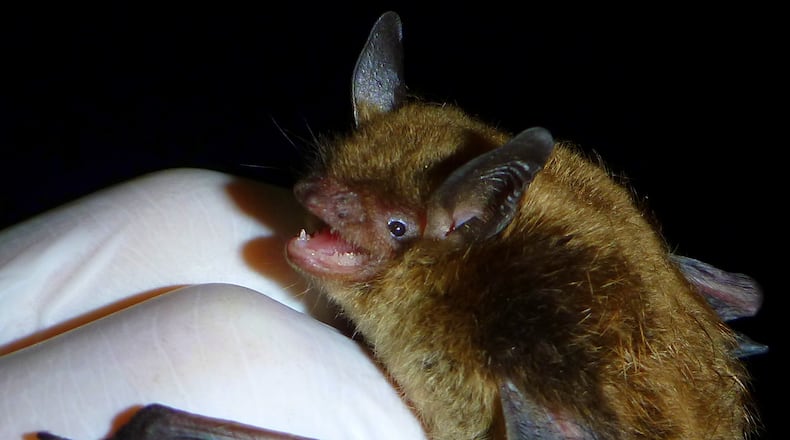 The little brown bat, one of Georgia's most common bats, is one of the bat species most affected by the deadly white-nose syndrome, which first appeared in the state in 2013. (Courtesy of SMBishop/Creative Commons)