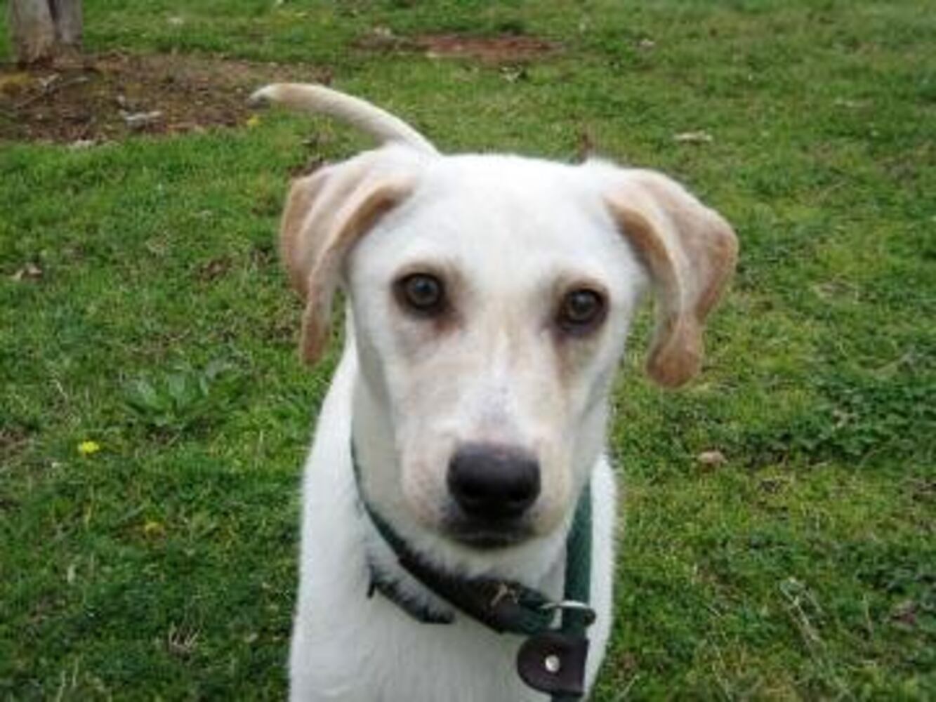 Help Atlanta's adoptable pets find a home: Apr. 16