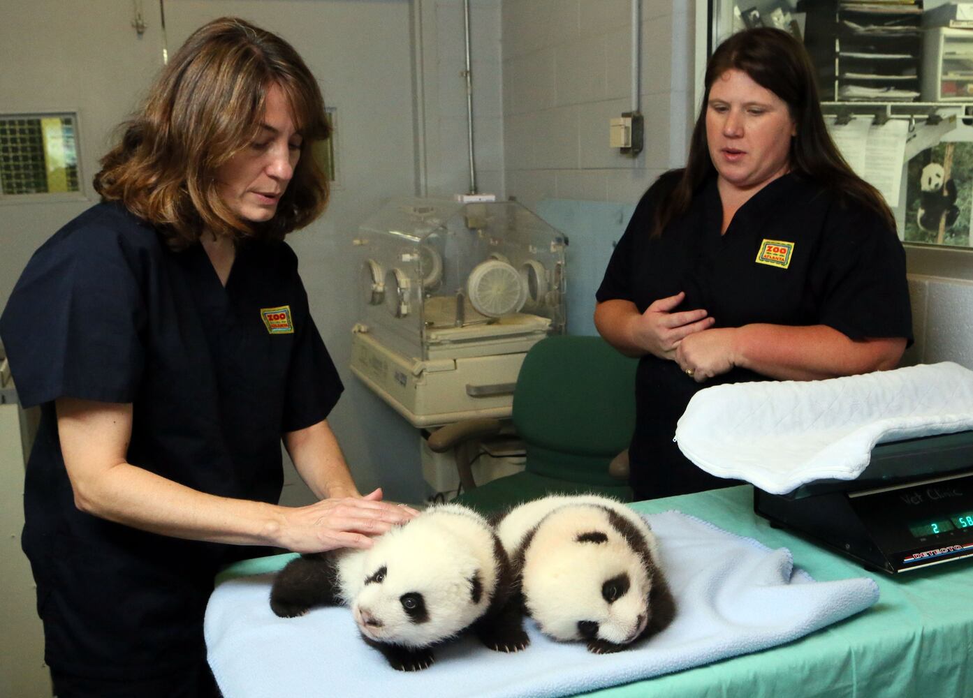 Panda cubs and zoo babies