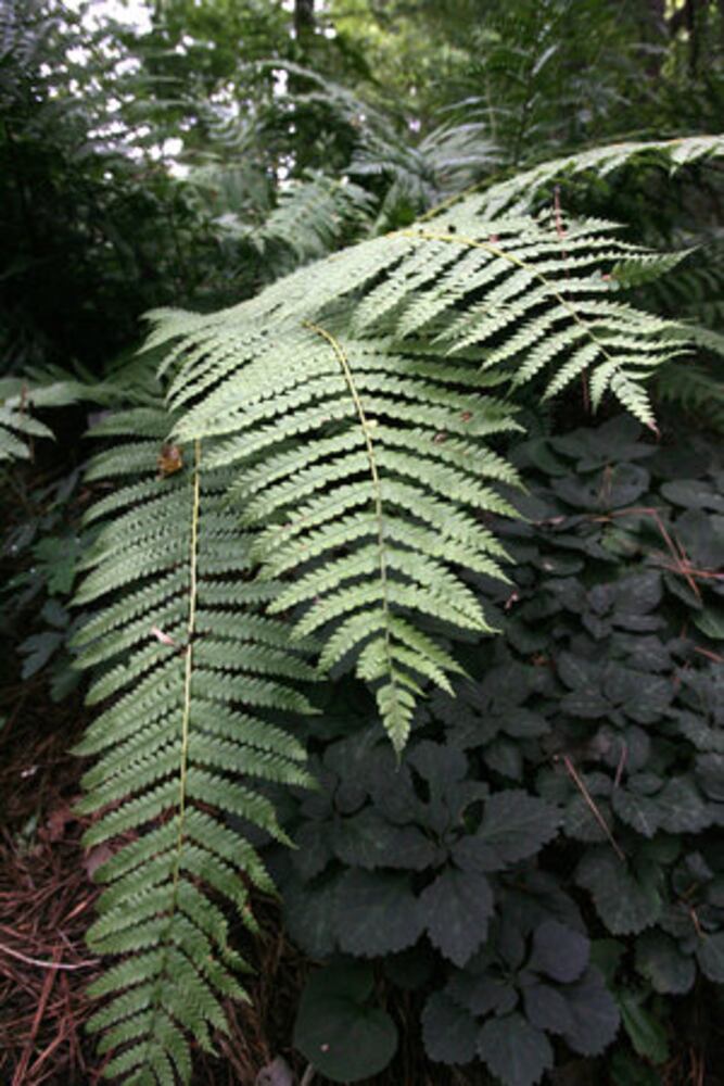 10 Hardy Ferns