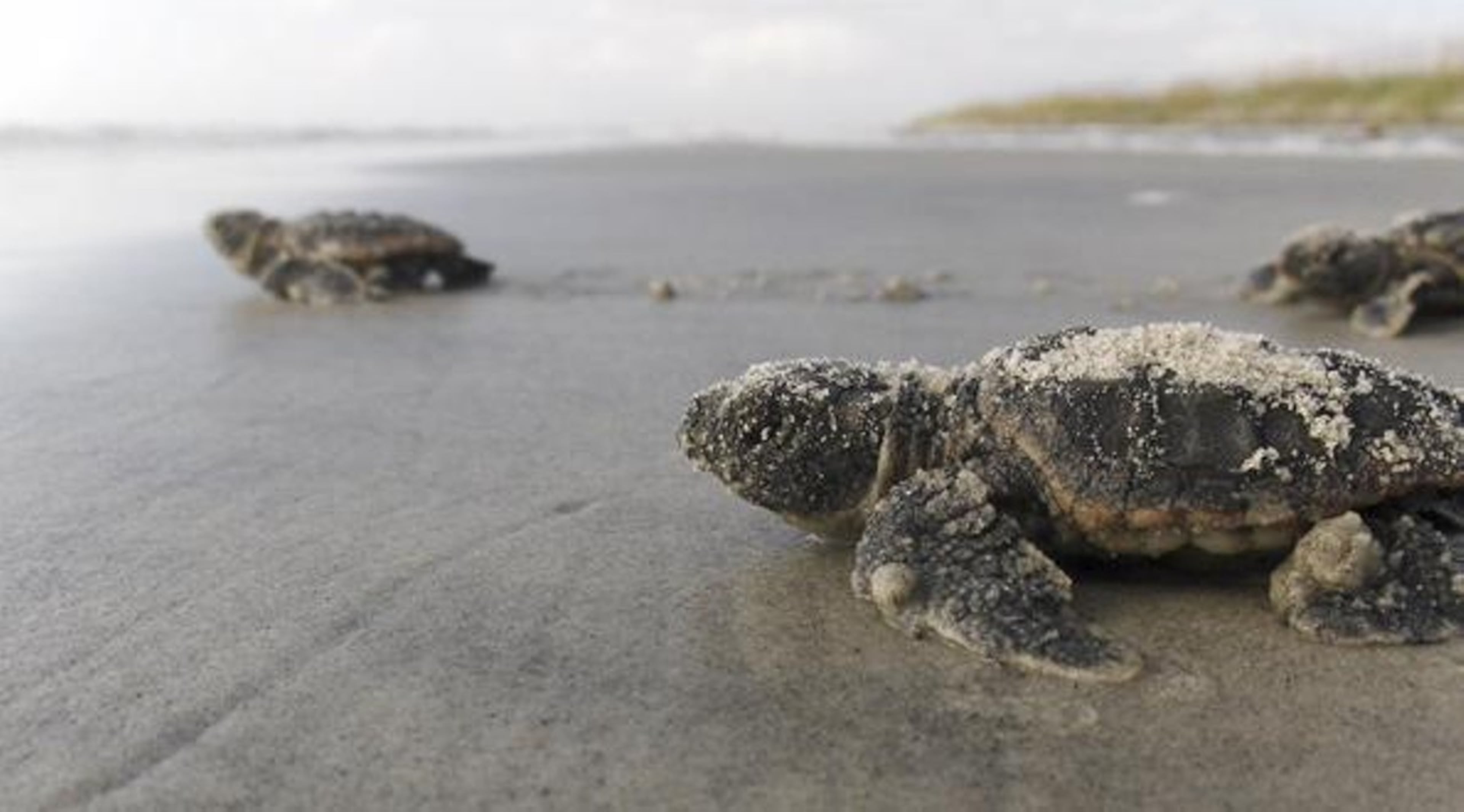 Loggerhead sea turtle hatchlings head toward the sea on the Georgia coast. (Courtesy of Georgia Department of Natural Resources)