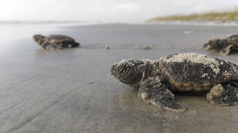 Loggerhead sea turtle hatchlings head toward the sea on the Georgia coast. Photo: Georgia Department of Natural Resources.
