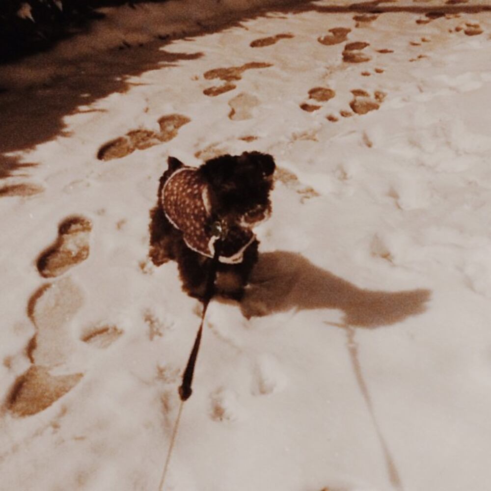 Snow beard! #latergram #sophietheschnauzer #atlsnowpets #dogsofatlanta #dogsofinstagram #minischnauzer -- @ashlynstill