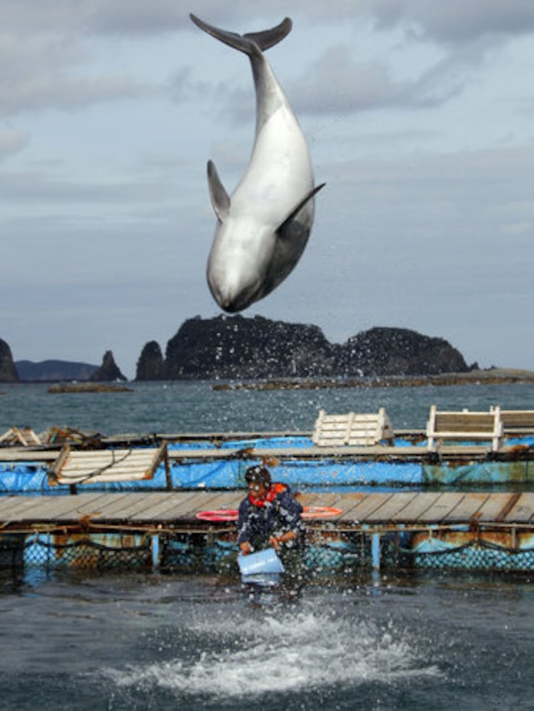 Japanese fishing village of Taiji thrust into spotlight
